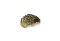 F 01479
          <br/>
          
          <br/>
          <em></em>